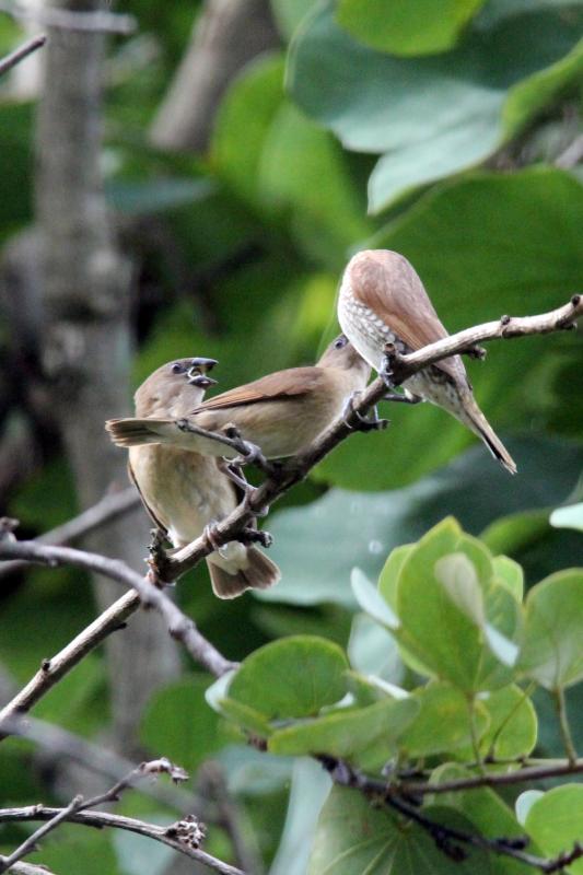 Scaly-breasted munia (Lonchura punctulata)