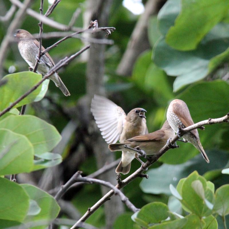 Scaly-breasted munia (Lonchura punctulata)