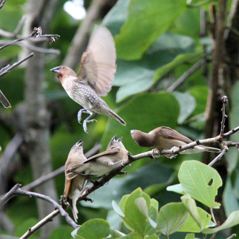 Scaly-breasted munia (Lonchura punctulata)