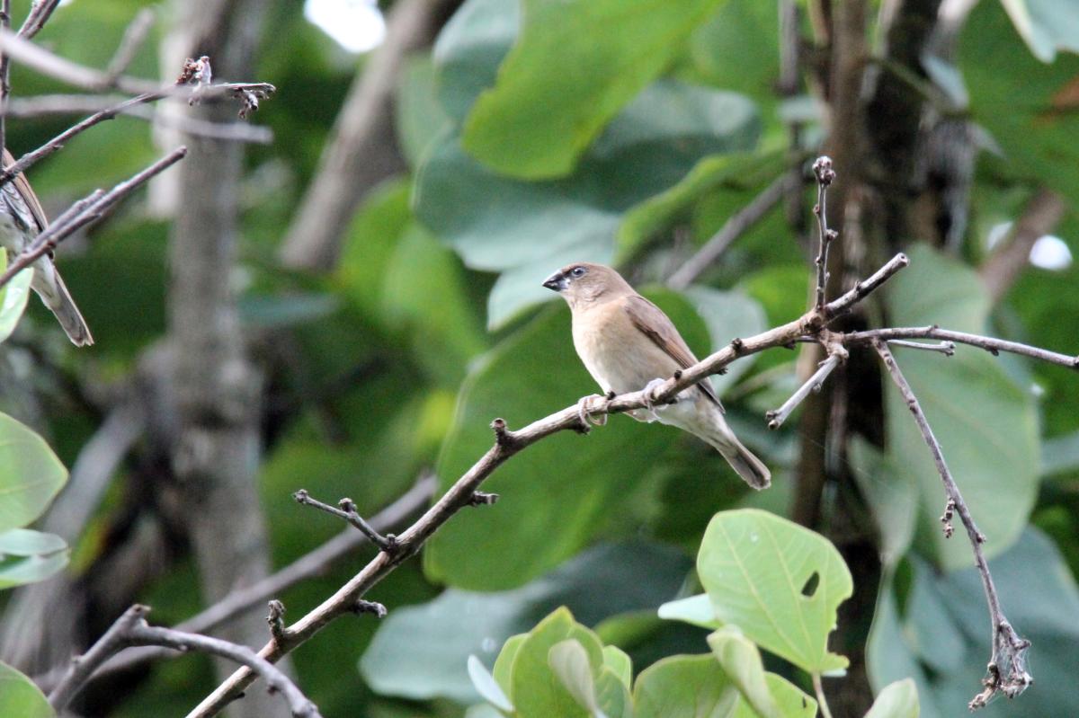 Scaly-breasted munia (Lonchura punctulata)