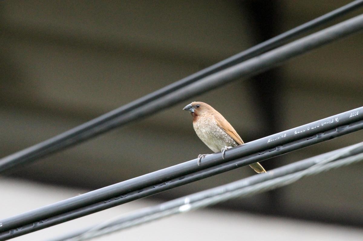 Scaly-breasted munia (Lonchura punctulata)