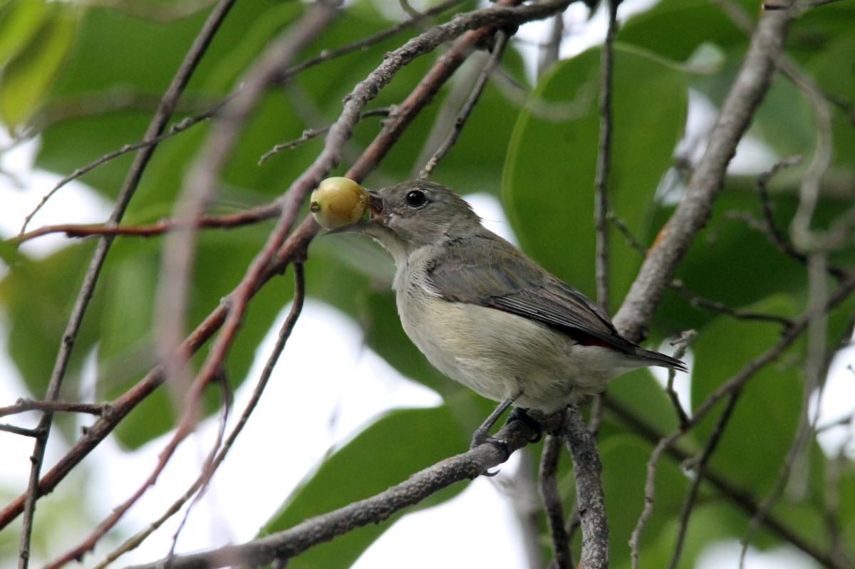 Scarlet-backed flowerpecker (Dicaeum cruentatum)