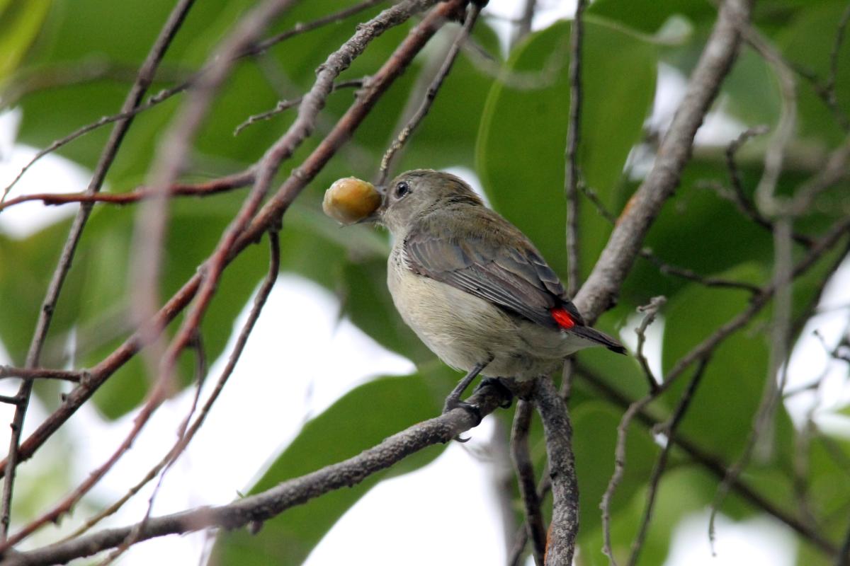 Scarlet-backed flowerpecker (Dicaeum cruentatum)