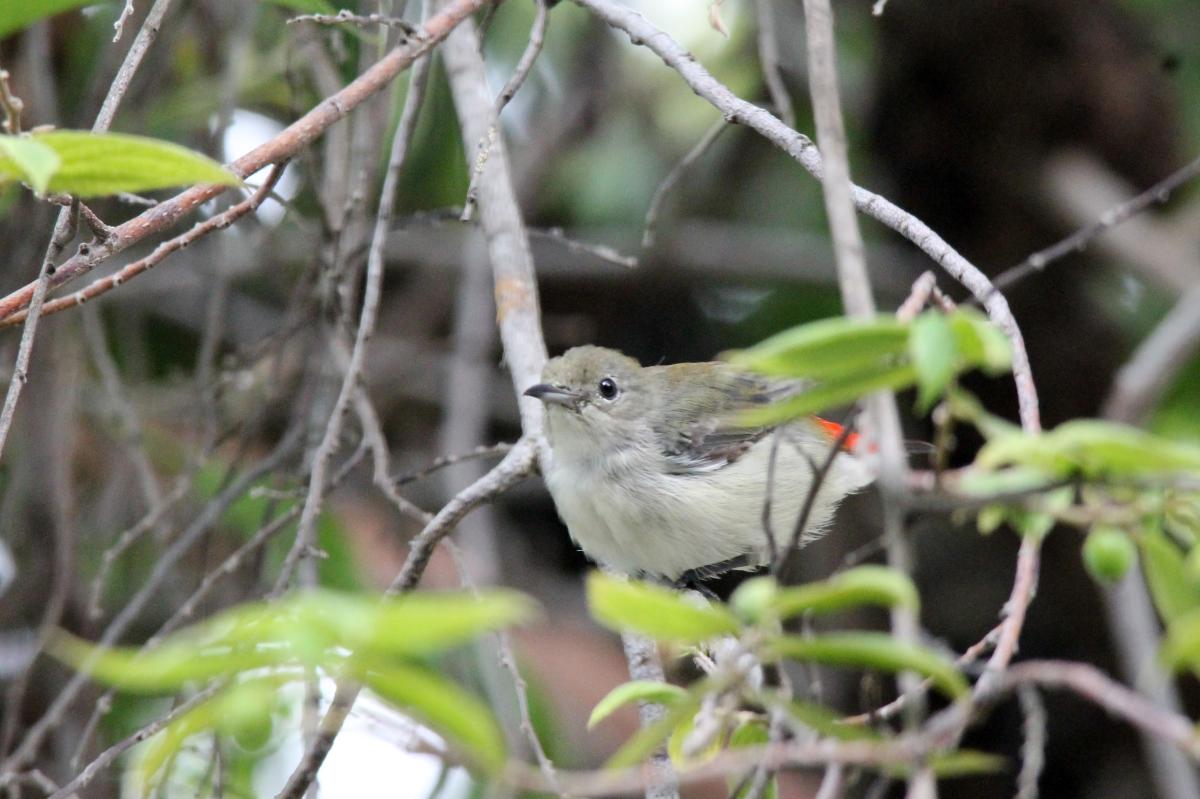 Scarlet-backed flowerpecker (Dicaeum cruentatum)