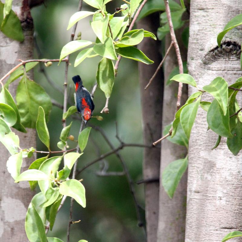 Scarlet-backed flowerpecker (Dicaeum cruentatum)