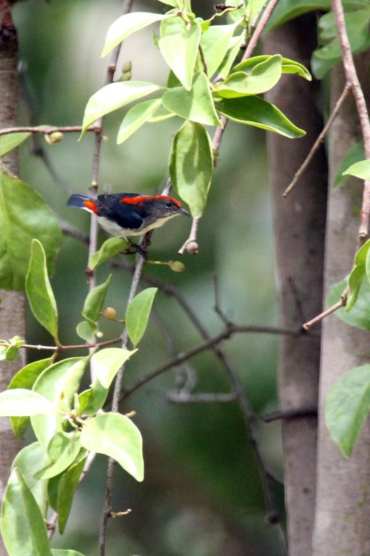 Scarlet-backed flowerpecker (Dicaeum cruentatum)