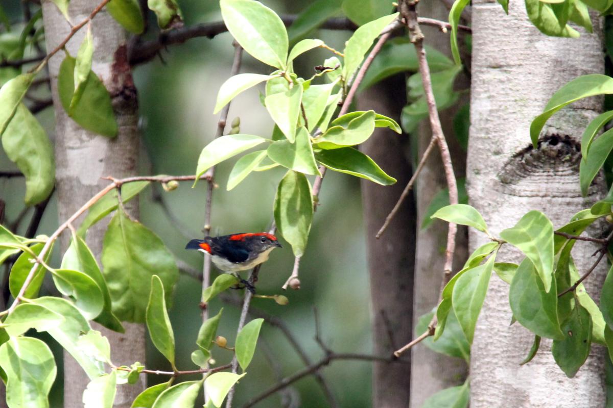 Scarlet-backed flowerpecker (Dicaeum cruentatum)