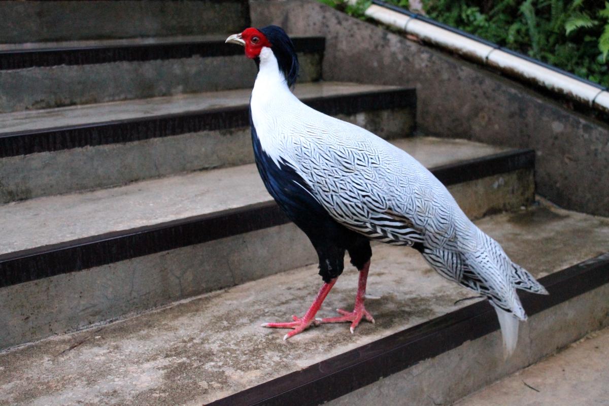 Silver pheasant (Lophura nycthemera)