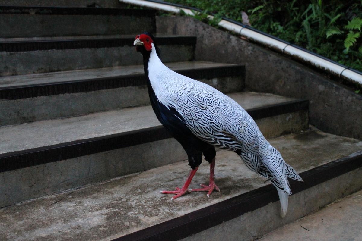 Silver pheasant (Lophura nycthemera)