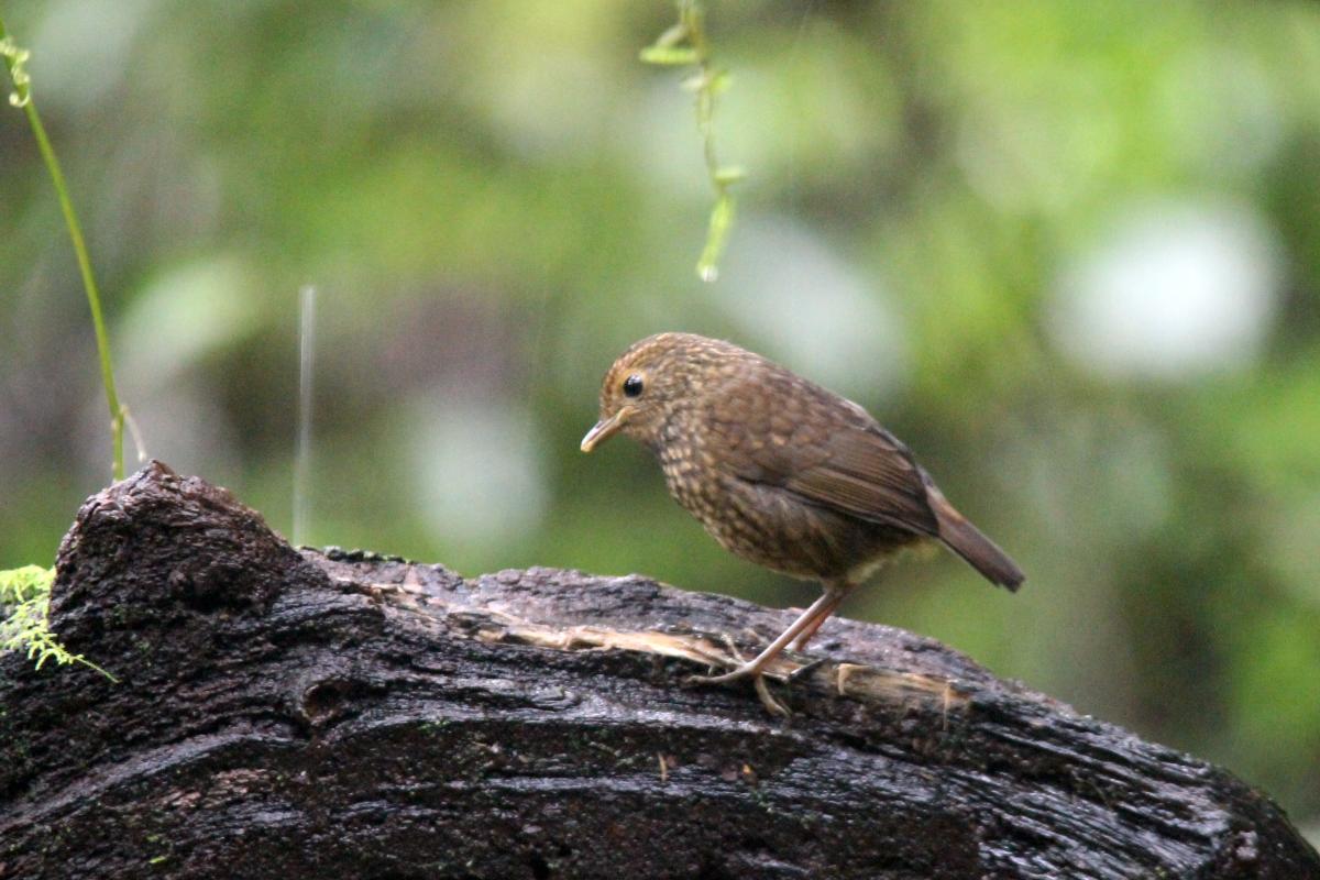 Snowy-browed flycatcher (Ficedula hyperythra)