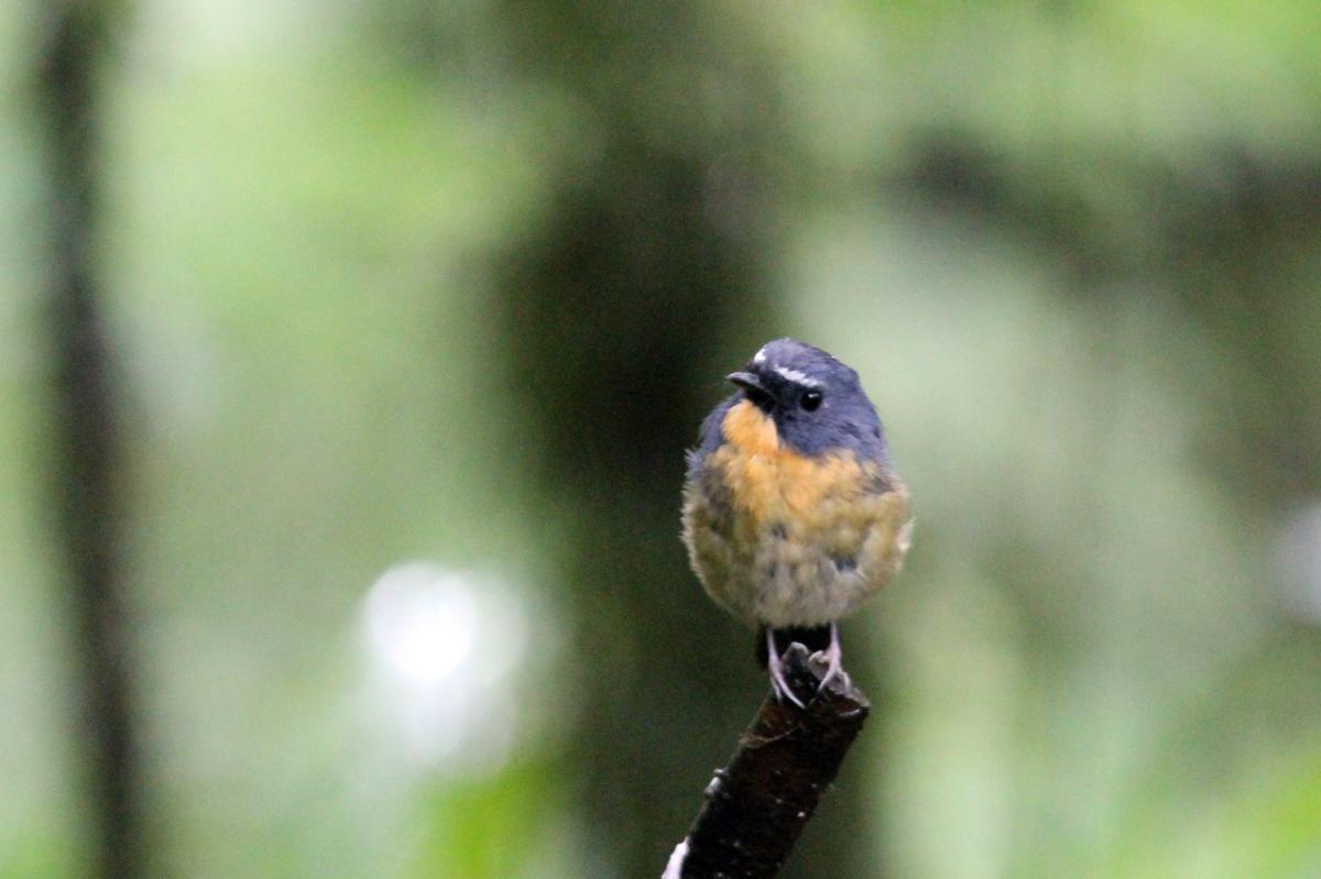 Snowy-browed flycatcher (Ficedula hyperythra)