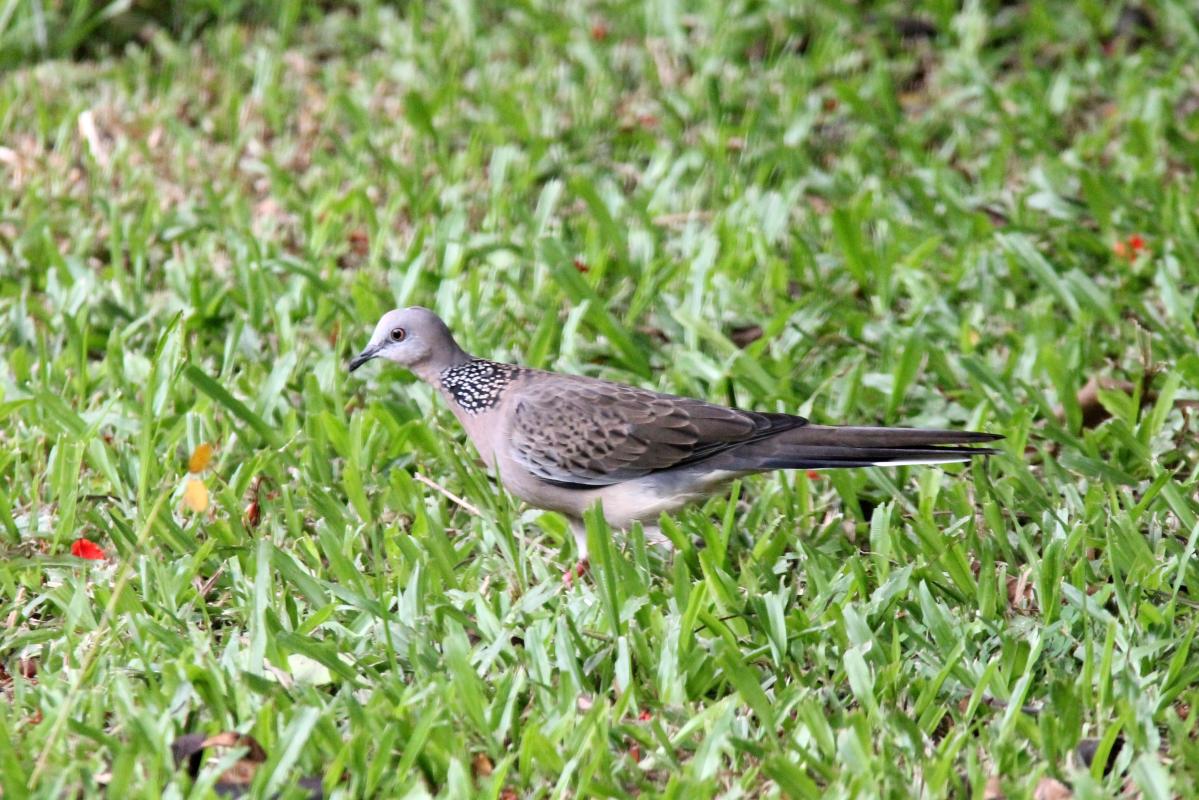 Spotted Dove (Spilopelia chinensis)