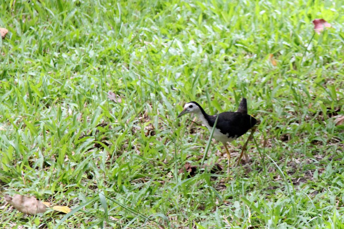 White-breasted waterhen (Amaurornis phoenicurus)