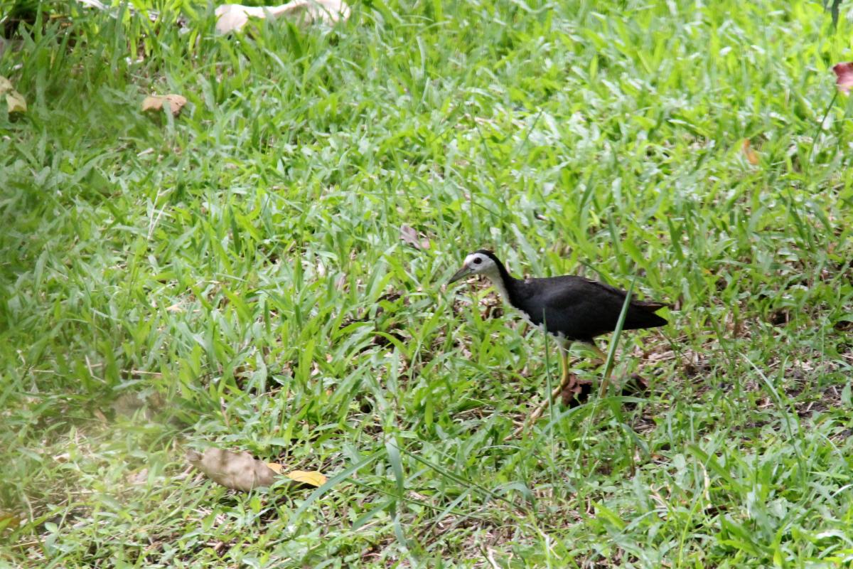 White-breasted waterhen (Amaurornis phoenicurus)