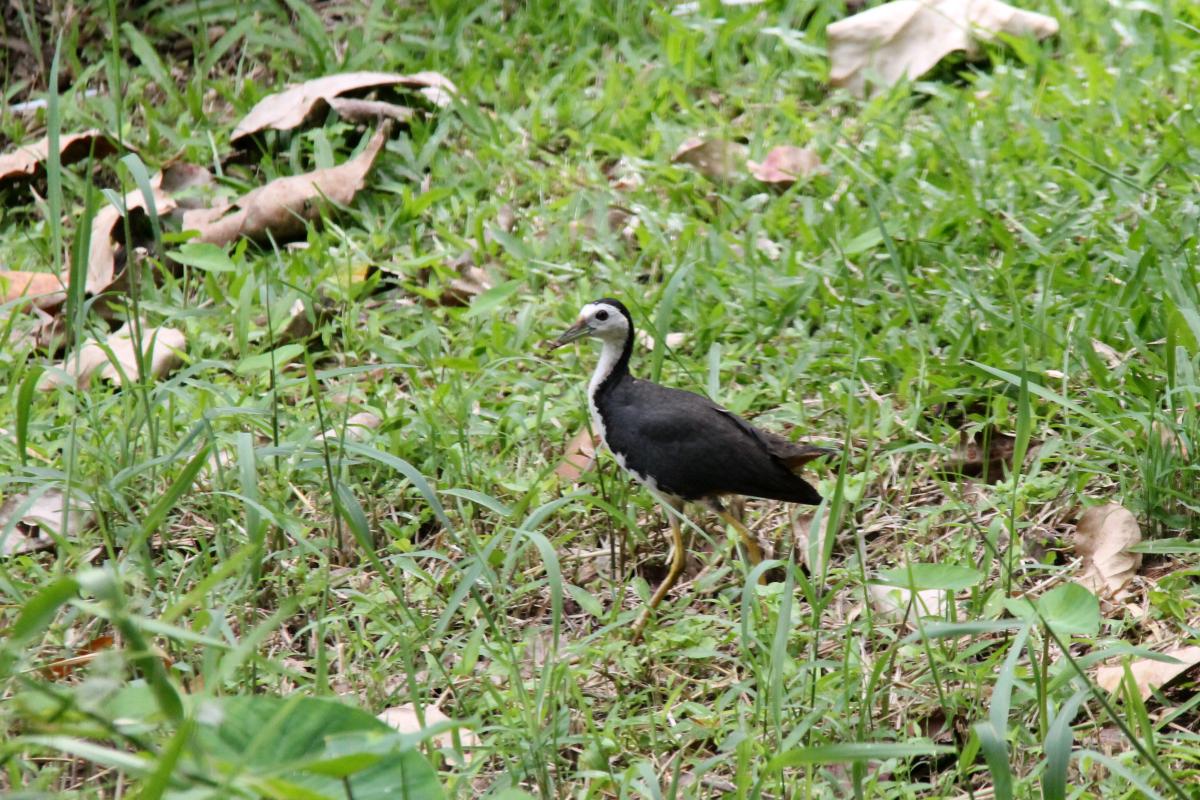 White-breasted waterhen (Amaurornis phoenicurus)