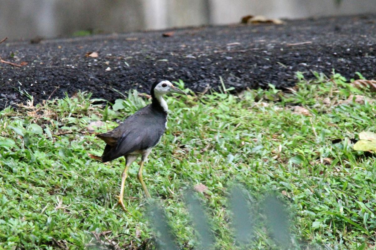 White-breasted waterhen (Amaurornis phoenicurus)