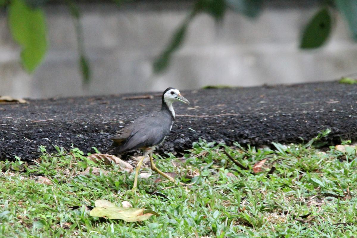 White-breasted waterhen (Amaurornis phoenicurus)