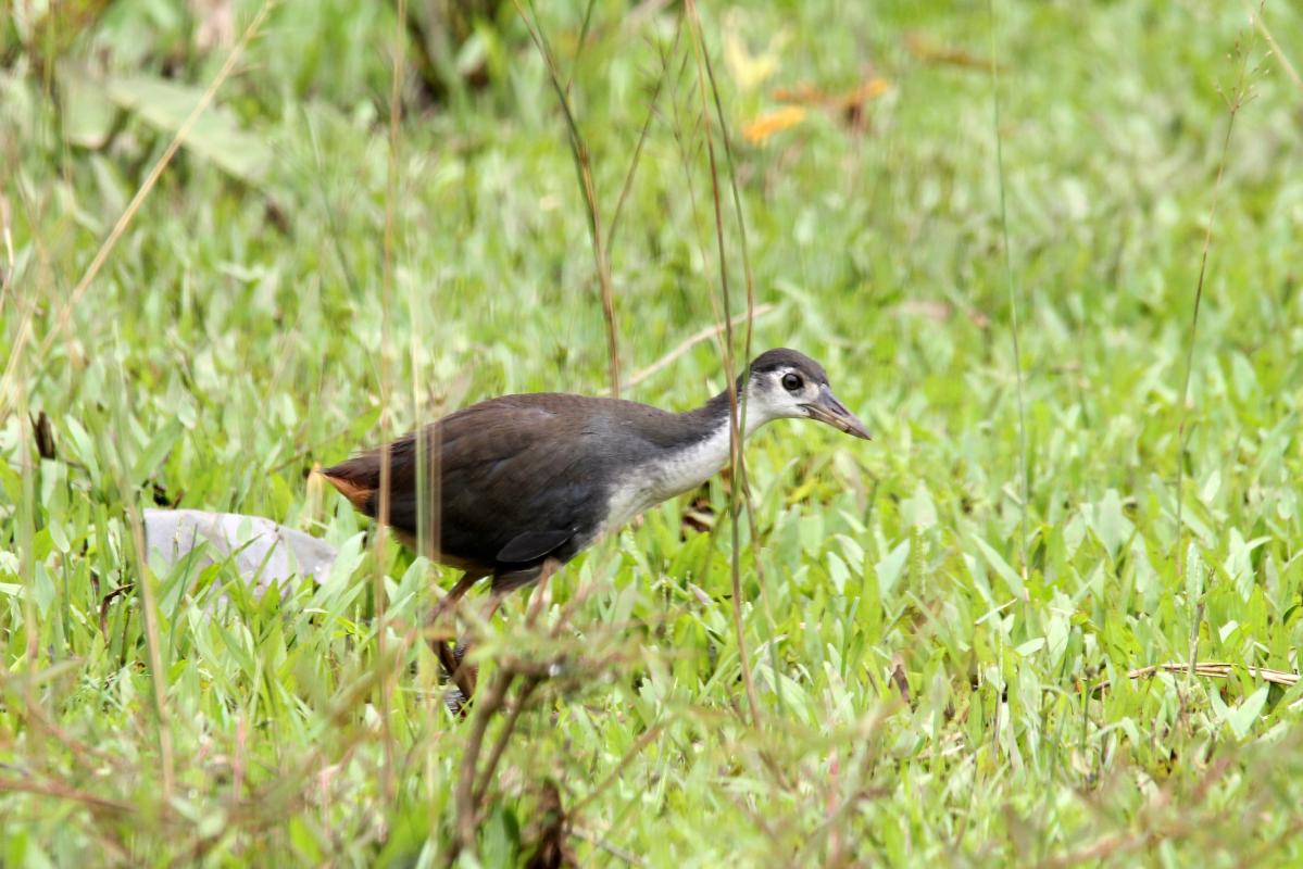 White-breasted waterhen (Amaurornis phoenicurus)