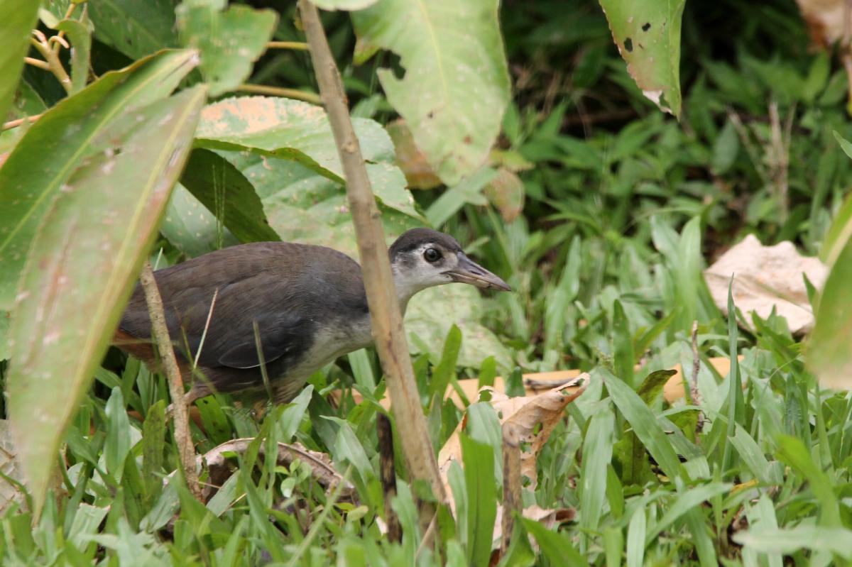 White-breasted waterhen (Amaurornis phoenicurus)