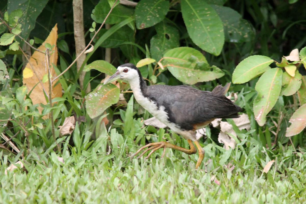 White-breasted waterhen (Amaurornis phoenicurus)