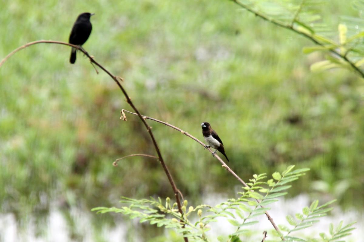 White-rumped munia (Lonchura striata)