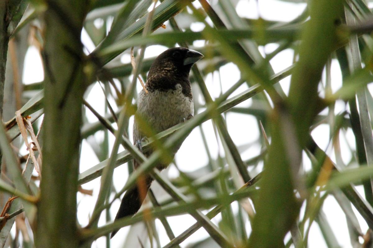 White-rumped munia (Lonchura striata)