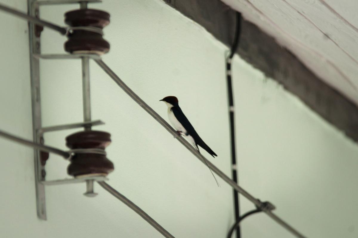 Wire-tailed swallow (Hirundo smithii)