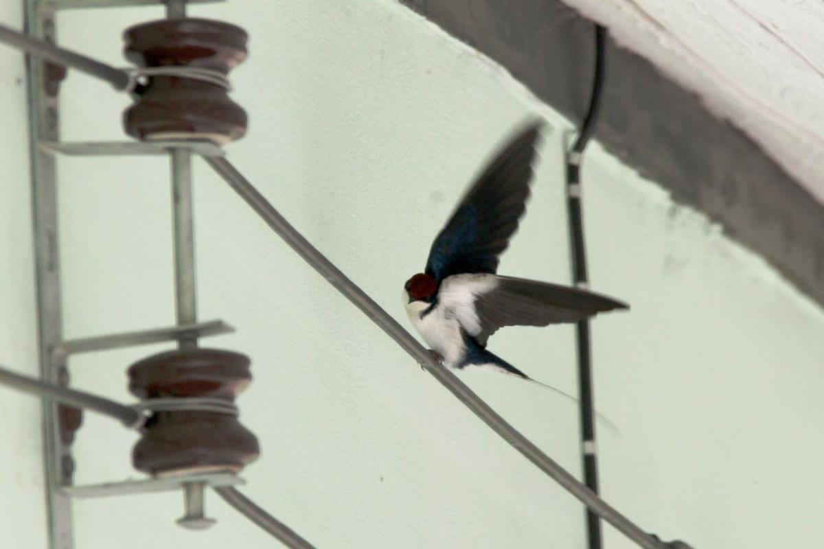 Wire-tailed swallow (Hirundo smithii)