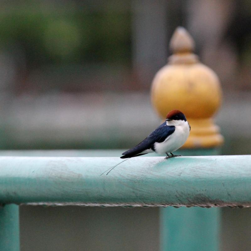 Wire-tailed swallow (Hirundo smithii)