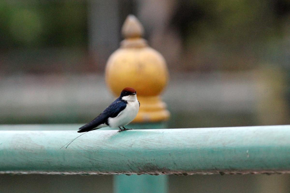 Wire-tailed swallow (Hirundo smithii)