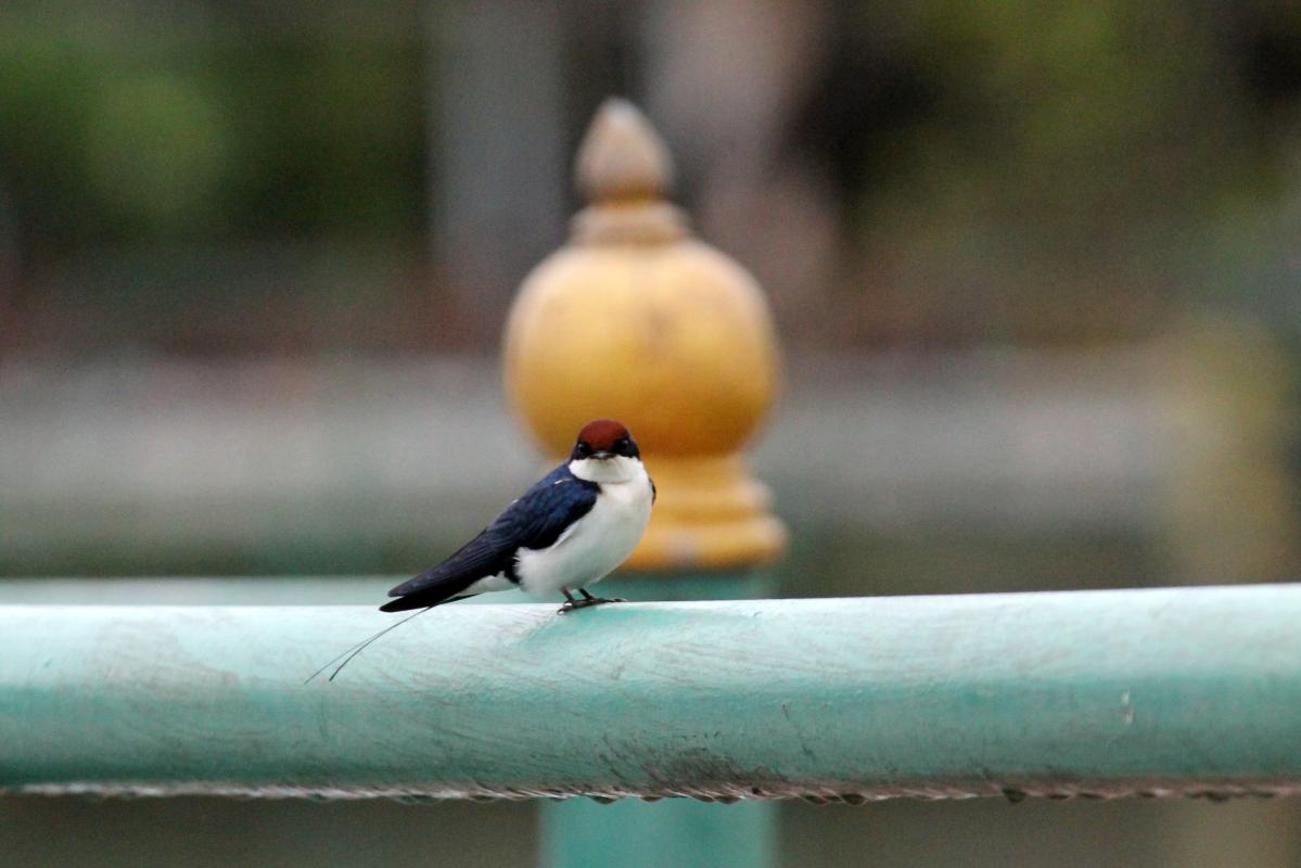 Wire-tailed swallow (Hirundo smithii)