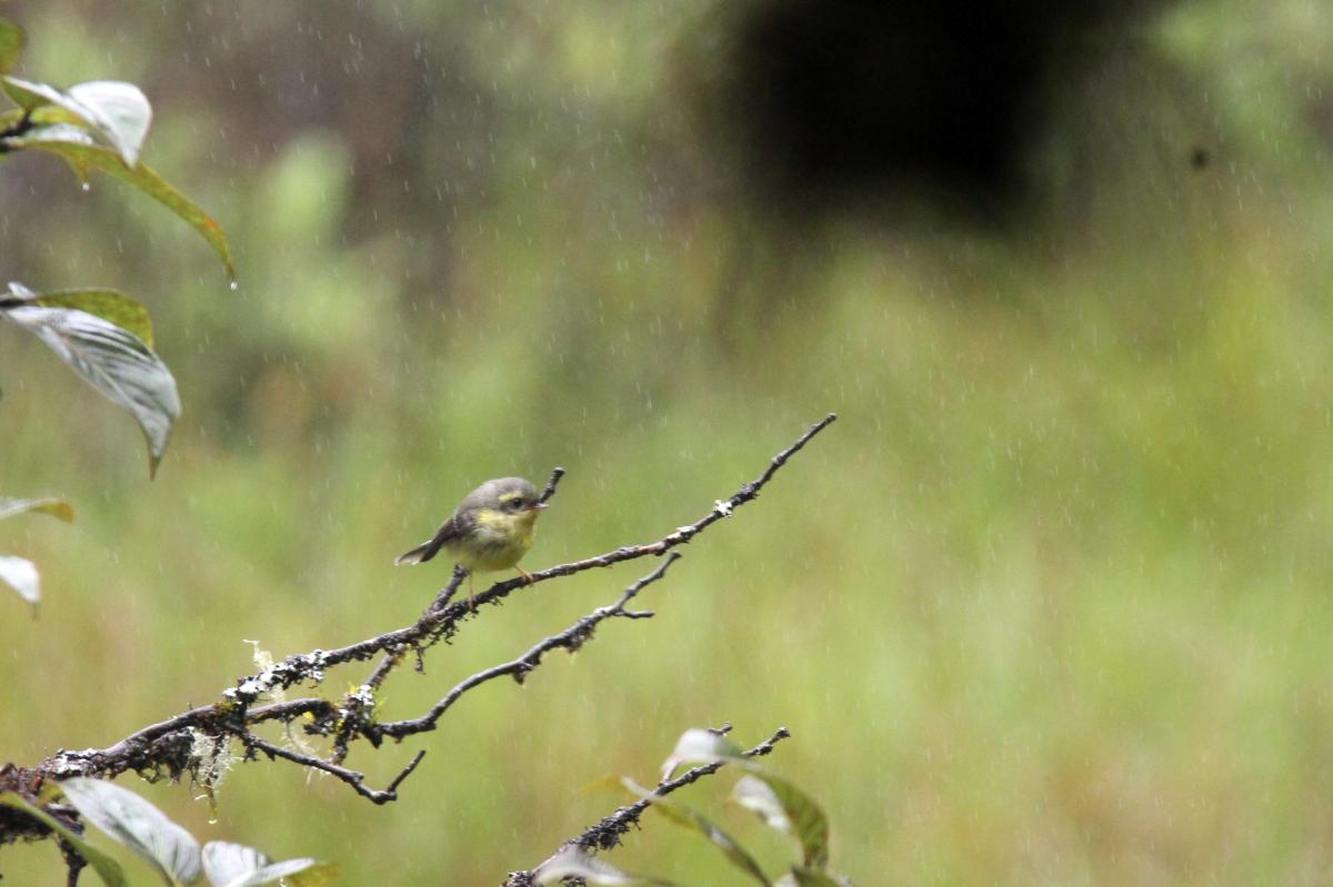 Yellow-bellied fantail (Chelidorhynx hypoxantha)