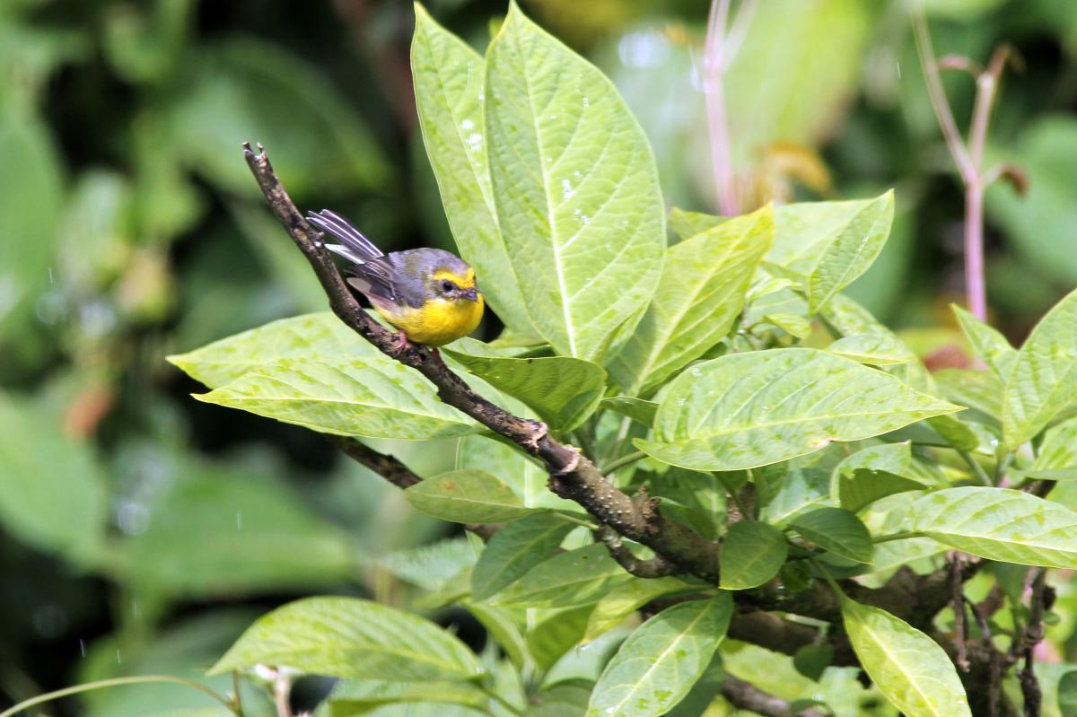 Yellow-bellied fantail (Chelidorhynx hypoxantha)