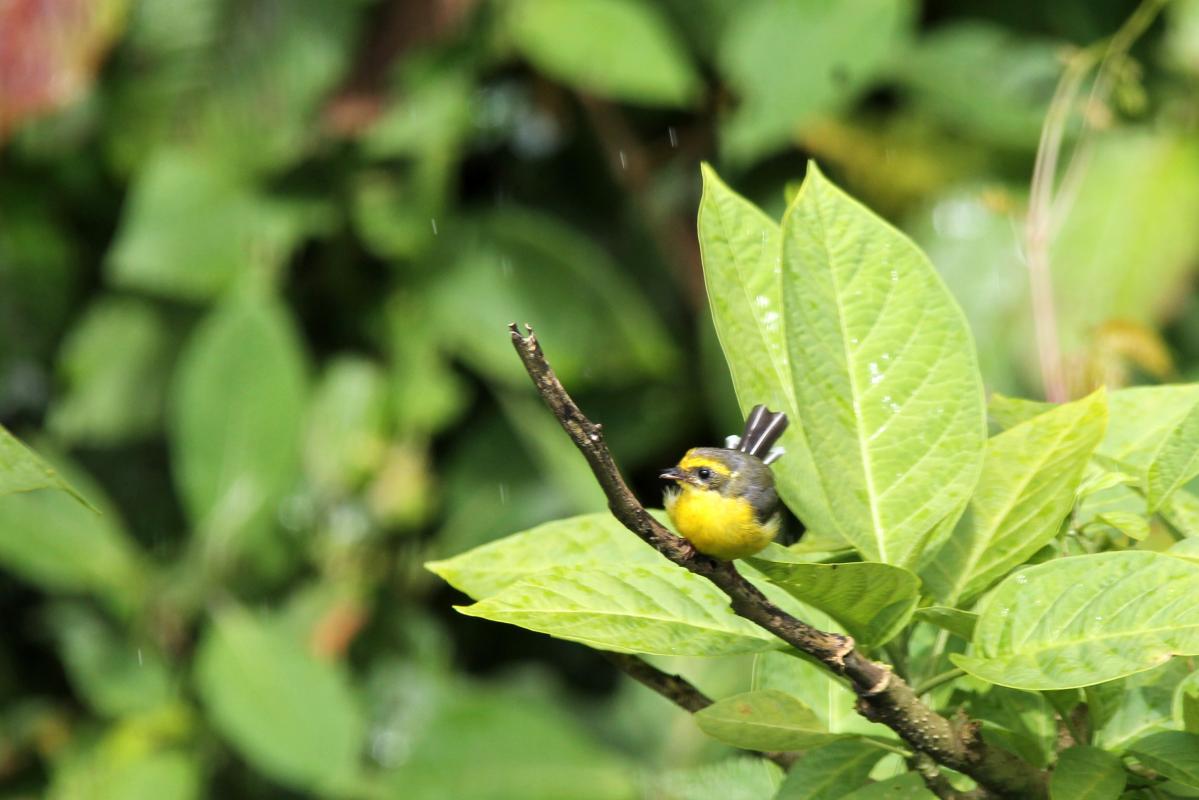 Yellow-bellied fantail (Chelidorhynx hypoxantha)