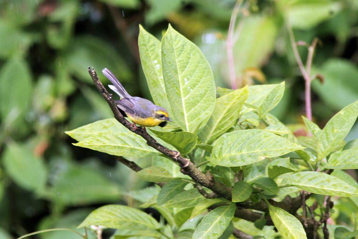 Yellow-bellied fantail (Chelidorhynx hypoxantha)